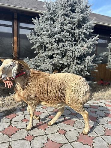 Баран, овца: Продаю | Баран (самец) | Для разведения | Племенные — 12