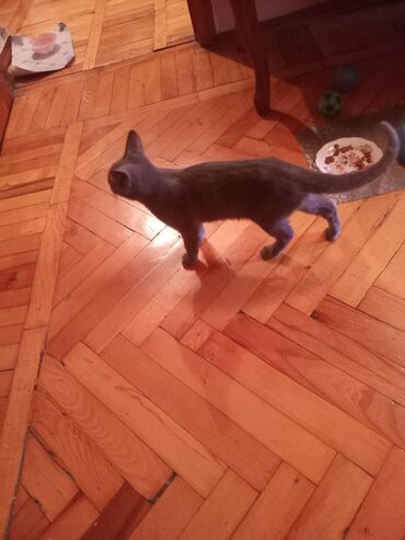 Pişiklər: Şotland, Erkək, Yaxşı əllərə — 6