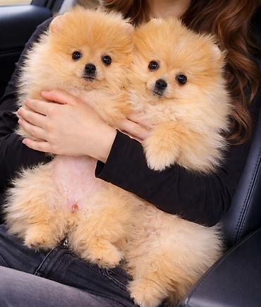 Psi: Pomeranac zenkica. Dostupna prelepa ženkica pomeranca. Starosti 4 mes — 7