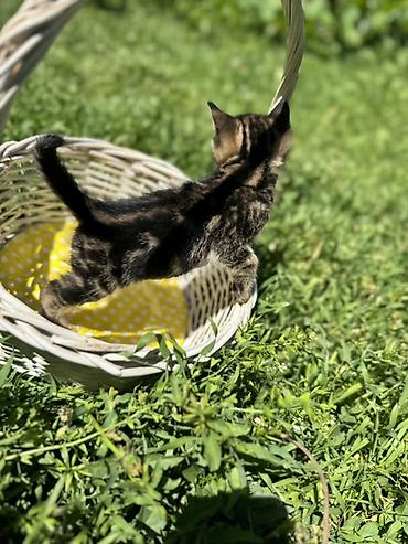 Продажа кошек: 🐾 Очаровательные котята ищут дом! 4 пушистых малыша готовы подарить — 7