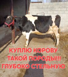 сколько длится беременность коровы: Продаю | Корова (самка) | Голштин | Для разведения, Для молока | Племенные
