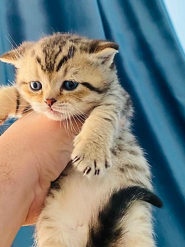 cutlesme pisik: Şotland yastı qulaq, Erkək, Dişi, Cütləşmə üçün, Ödənişli çatdırılma — 2