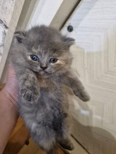 Pişiklər: Britan, Dişi, Yaxşı əllərə, Pulsuz çatdırılma — 10