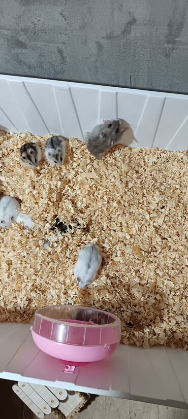 Gəmiricilər: Salam gördüyünüz cunqar hemsdırları sahipləndirilir kariçnivi ananın 4 — 14