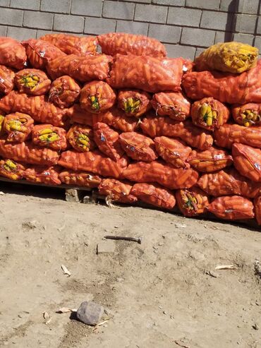 осьминожка перевертыш цена бишкек в Кыргызстан | Игрушки: Куплю жолуди в неограниченном количестве пишите