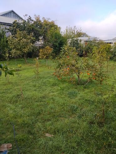 Ağaclar: Məhsul: Meyvə ağacları ilə yaşıllıq sahəsi (həyətyanı bağ)Günəşli — 3