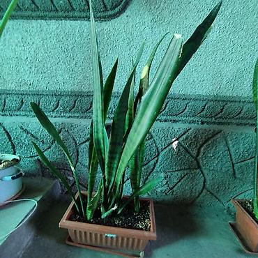 тещя: Сансевиерия (Sansevieria, «тещин язык», «щучий хвост») в горшках - — 3
