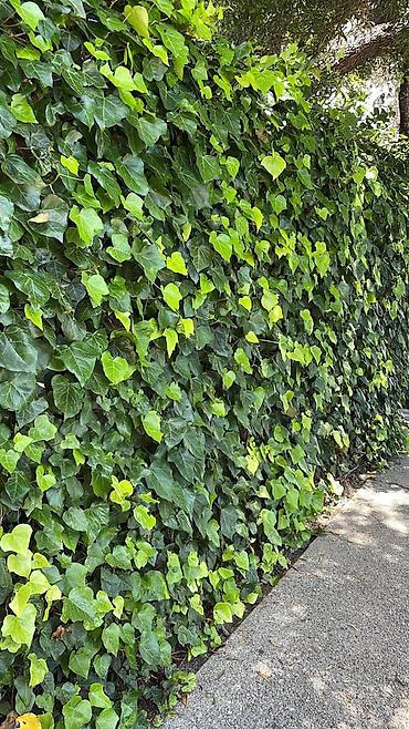 свечи красные: Вечнозелёный плющ (Hedera) для вертикального озеленения - Подходит — 2
