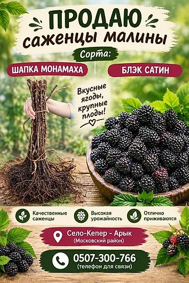 панели пвх: Саженцы малины Сорта: - Шапка Мономаха - Блэк Сатин Особенности — 1