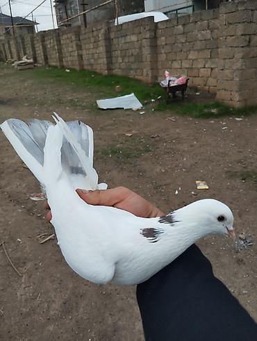 goyercinlər: Salam Sabahınız Xeyir Quwbazlar Necesuz nenursuz Demeli Çil.Qedimi — 10