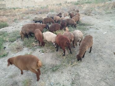 Коровы, быки: Самец, Qala, лет: 1, 20 кг, Для разведения, Самовывоз