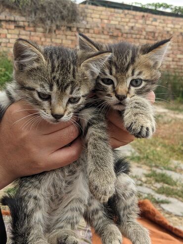 шотландец кот цена: Котята оддам добрые руки котятам два месяца кушать Пит,тоулет