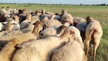toyuq ucuz qiymete: Dişi, il: 1, Damazlıq, Pulsuz çatdırılma — 6