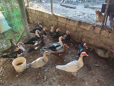 Ördəklər: Erkək, | Macar, Ətlik, Ünvandan götürmə, Ödənişli çatdırılma — 10