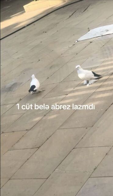 göyercin yuvasi: Açıq hava şəklində iki ədəd ağ-qara rəngli abrez göyərçin cütü