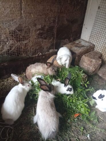 Dovşanlar: SALAM 14 DƏNƏDİ OPTOM ALANA ENDİRİM Erkeklerni kesen 3kq Biri 12den — 3