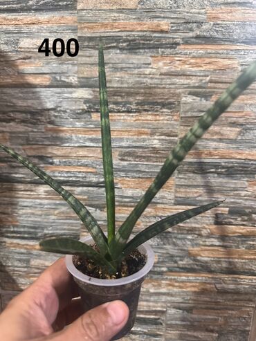 Другие комнатные растения: Комнатные растения — 11