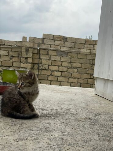 Pişiklər: Türk anqora -da lalafo.az — 11 Pişiklər: Türk anqora — 11