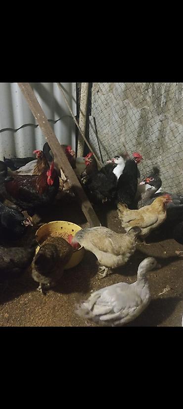 🐔 YUMURTUYAN TOYUQLAR SATILIR! 🥚 10 ədəd yumurtuyan toyuqdur. Toyuqun lalafo.az -da 🐔 YUMURTUYAN TOYUQLAR SATILIR! 🥚 10 ədəd yumurtuyan toyuqdur. Toyuqun