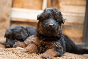 İtlər: Alman çoban iti, 2 ay, Erkek, Peyvəndli — 3