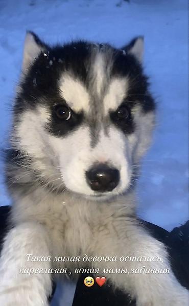 Продажа собак: Хаски, 3 месяца, Самка, С прививкой at lalafo.kg — 1 Продажа собак: Хаски, 3 месяца, Самка, С прививкой — 1