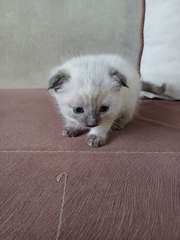 объявление отдам котят: Скотиш Фолд (Шотландская вислоухая), 1 месяц, Девочка, Приучена к лотку