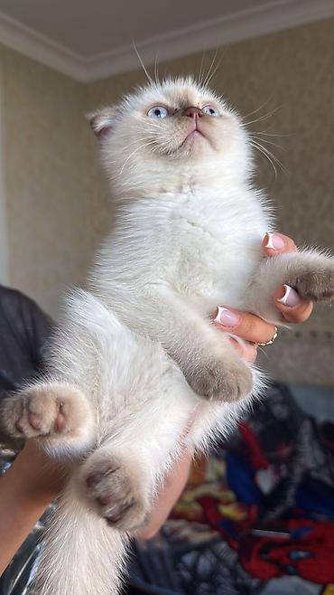 Pişiklər: Şotland — 4