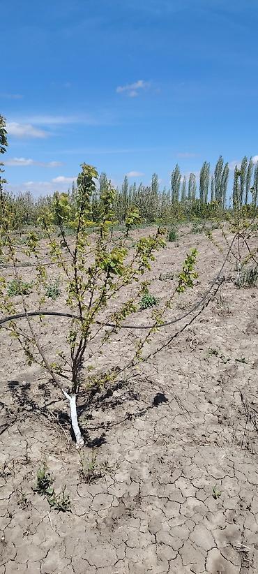 Ağaclar: Məhsul: Meyvə bağı (intensiv tipli) Təsvir: - Çoxillik meyvə ağacları — 3