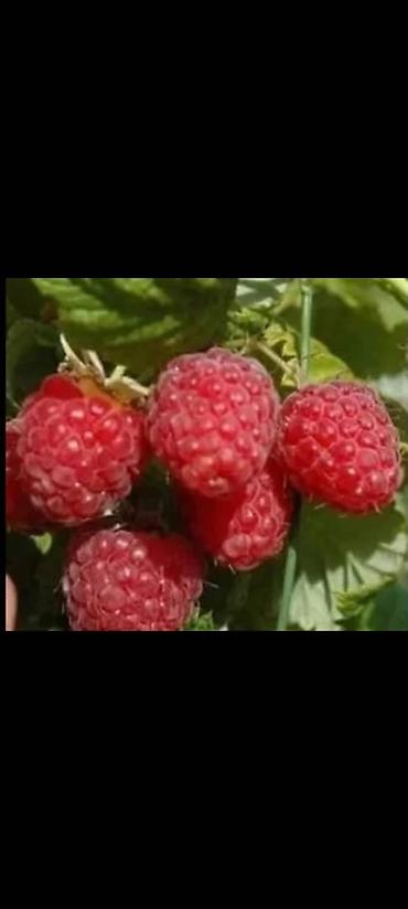 Малина. Саженцы из питомника. Сорт “ЗЮГАНА”. Все фото наши, не из — 5