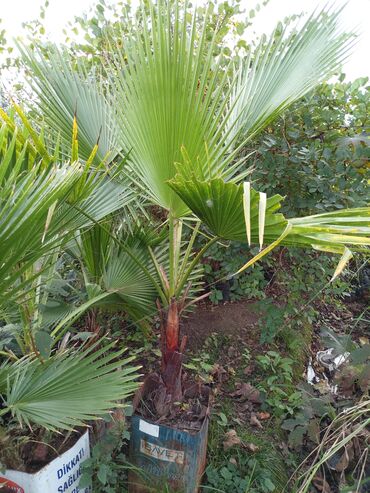 Buket güllər: Məhsul: Vaşinqton palma ağacı – fan formalı yarpaqlı