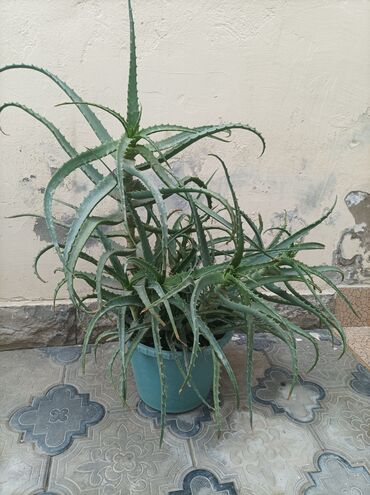 Aloe: Aloe Vera müalicəvi