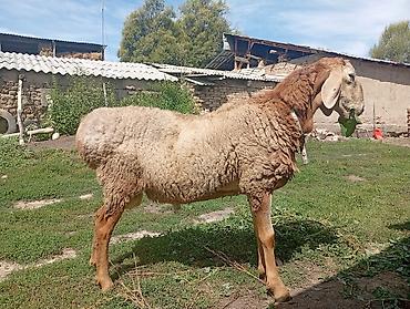 кошки в бишкеке: Продаю | Баран (самец) | Для разведения | Осеменитель — 2