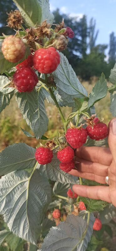 малина баасы бишкек: Малина Чекене, Акылуу жеткирүү