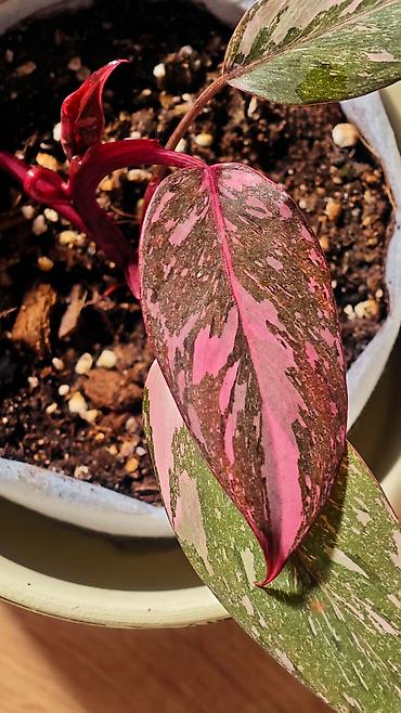 🟢 Филодендрон Пинк Принцесс Марбл (Philodendron Pink Princess Marble)
