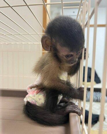 Capuchin Monkeys Διαθέσιμα Διαθέτουμε έναν εξαιρετικό πίθηκο