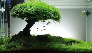 Akvarium aksessuar və ləvazimatları: Təbii akvarium bitkiləri, balıqlar, krevetkalar, gübrələr və s — 12