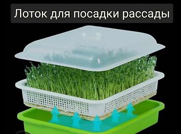 Другие товары для кухни: Лотки для проращивания:
маленький черный 300с
большой прозрачный 400с — 7