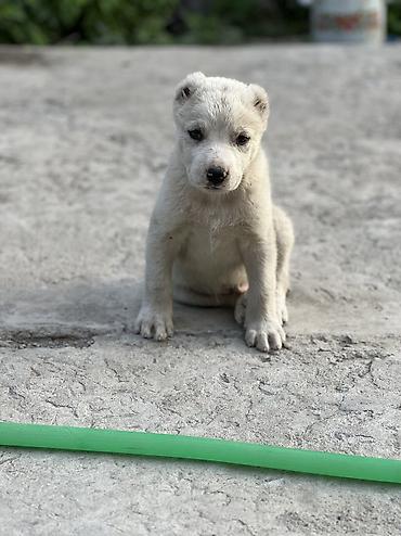 собаки в бишкеке бесплатно: Алабай, 1 месяц, Самец, С прививкой — 1