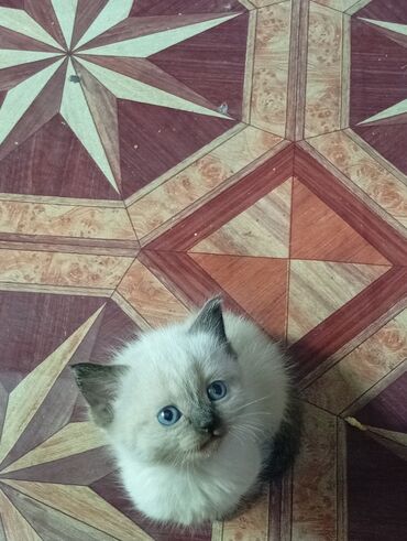 котята сибирской кошки: Продаются катята