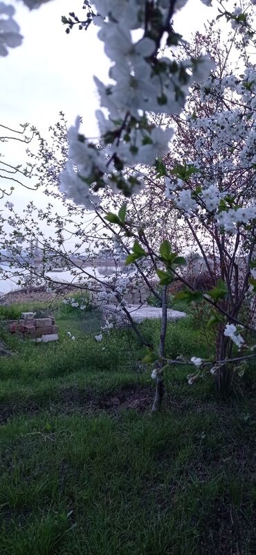 Torpaq sahələrinin satışı: 9 sot, Tikinti, Mülkiyyətçi, Kupça (Çıxarış) — 24