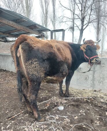 дакан сатылат: Сатам | Уй (ургаачы) | Сүт алуу үчүн