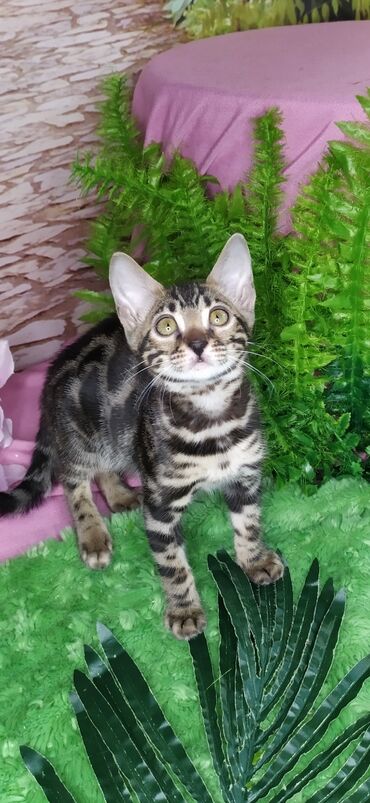 Продажа кошек: Друзья !!! питомник Бен Гла Мур с радостью предлагает новый помет. от — 12