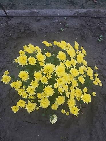 Хризантема: Хризантема — 6