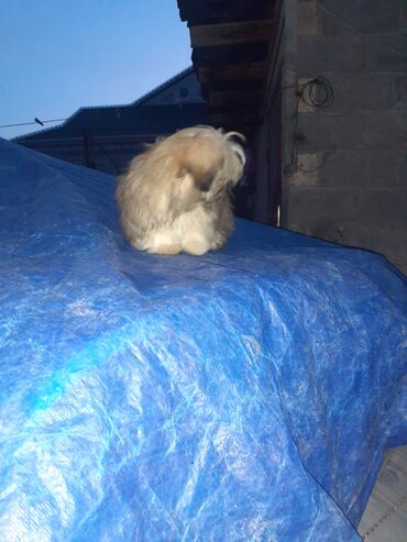 İtlər: Pekines, 2 ay, Dişi, Ödənişli çatdırılma — 10