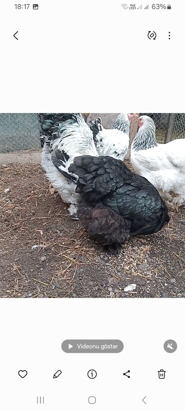 Toyuqlar: Toyuq, Brama, Damazlıq — 9