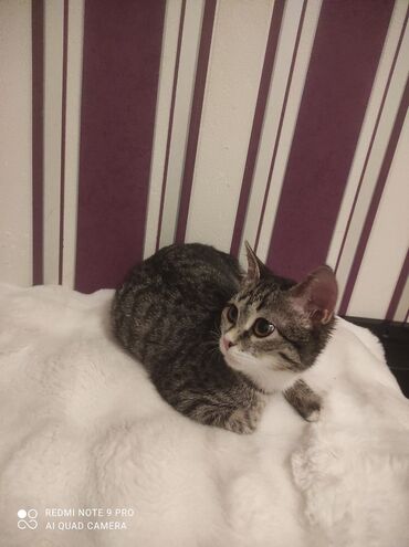 Pişiklər: Tabbi, Yaxşı əllərə — 9