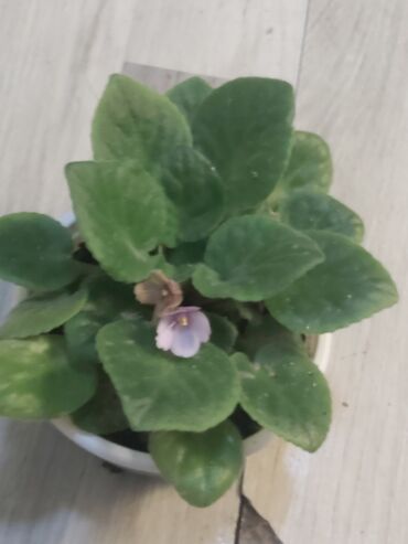 Otaq bitkiləri: 40 ədəd bənövşə şəkildə olduğu kimi satılır — 3