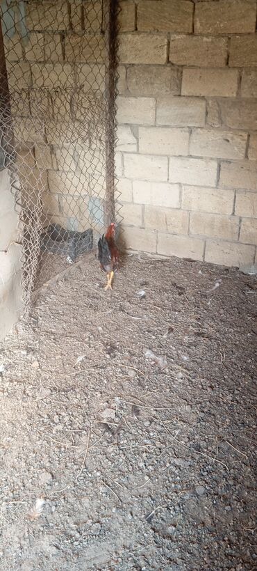 Xoruzlar: Xoruzlar satılır — 9