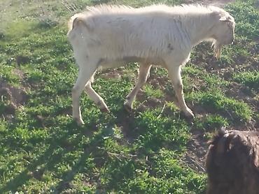 Козы, козлы: Продаю | Козёл (самец) | Для разведения | Племенные — 5