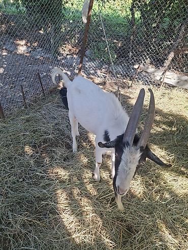 kənd təsərrufatı heyvanları: Məhsul: Qoyun-keçi təsərrüfatı üçün erkək və dişi keçilər Təsvir: - — 2